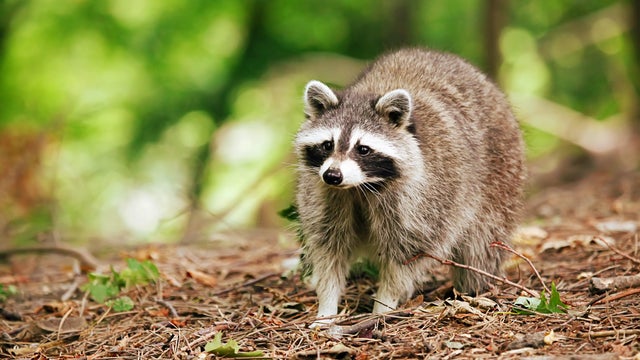 Raccoon in the forest 