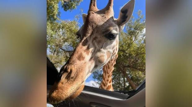 Giraffe stumbles, breaks family's car windshield during visit to Fossil Rim Wildlife Center 