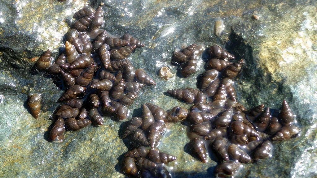 Fish and Wildlife officials find invasive snails at hatchery near Lake ...
