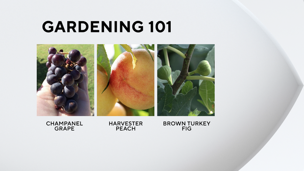 Gardening 101: Fruit trees 