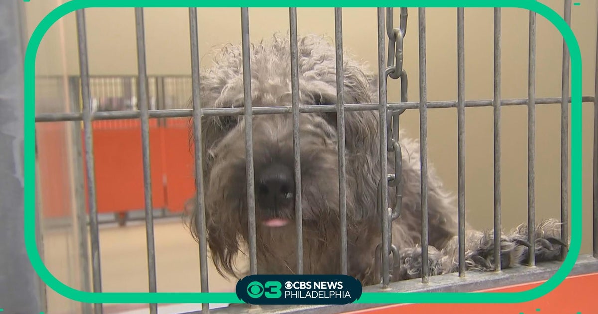 Community steps up to adopt animals as kennels empty at ACCT Philly CBS Philadelphia