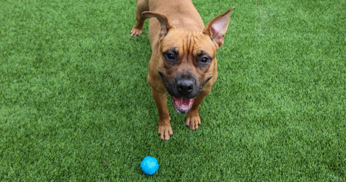 PAWS Chicago Pet of the Week: Janis