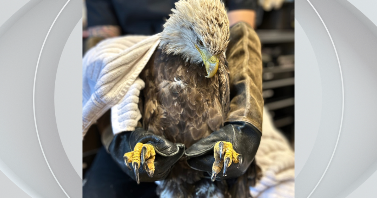Bald eagle at Humane Animal Rescue of Pittsburgh dies from lead poisoning