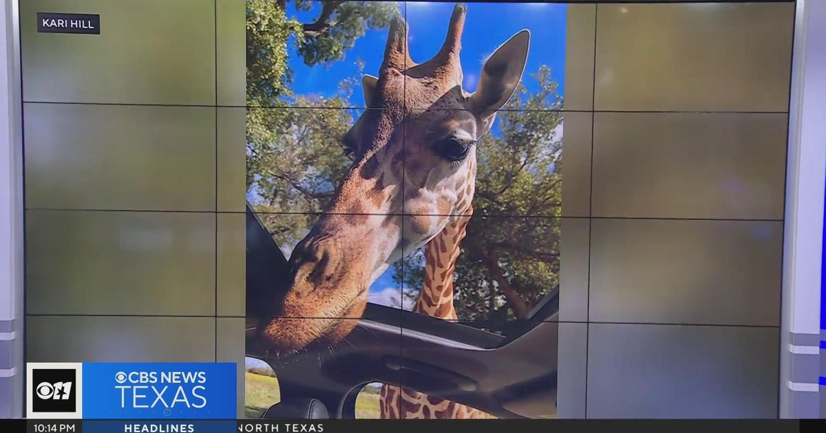 Giraffe stumbles, breaks family's car windshield during visit to Fossil ...