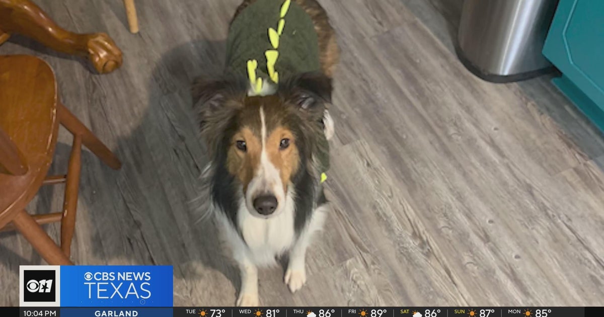 Another pet owner says their dog died while being kept at The Colony