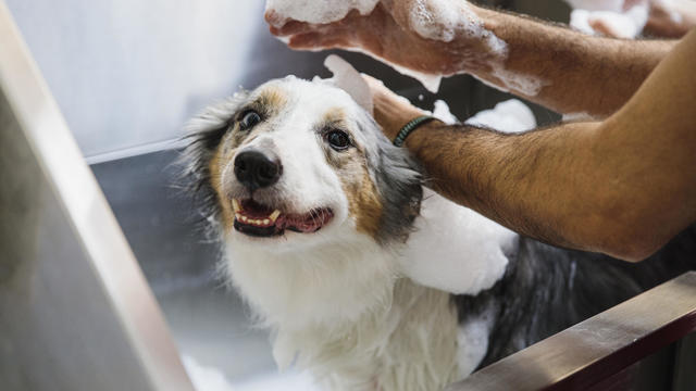 border collie at dog groomer 