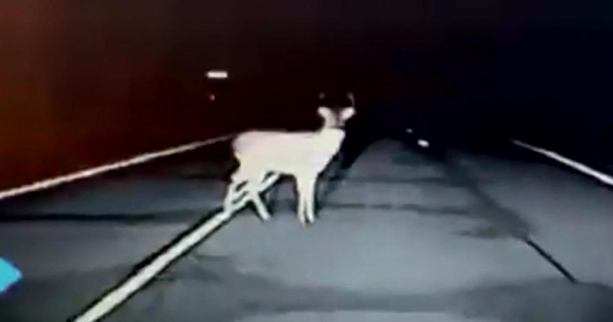 Minnesota sees decrease in deerrelated crashes This is a real headscratcher Minnesota sees decrease in deerrelated crashes This is a real headscratcher