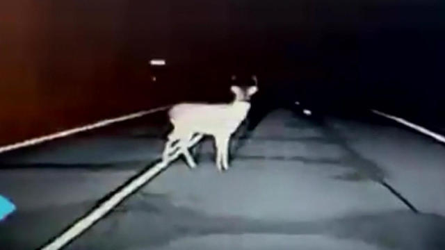 deer-on-minnesota-road.jpg 