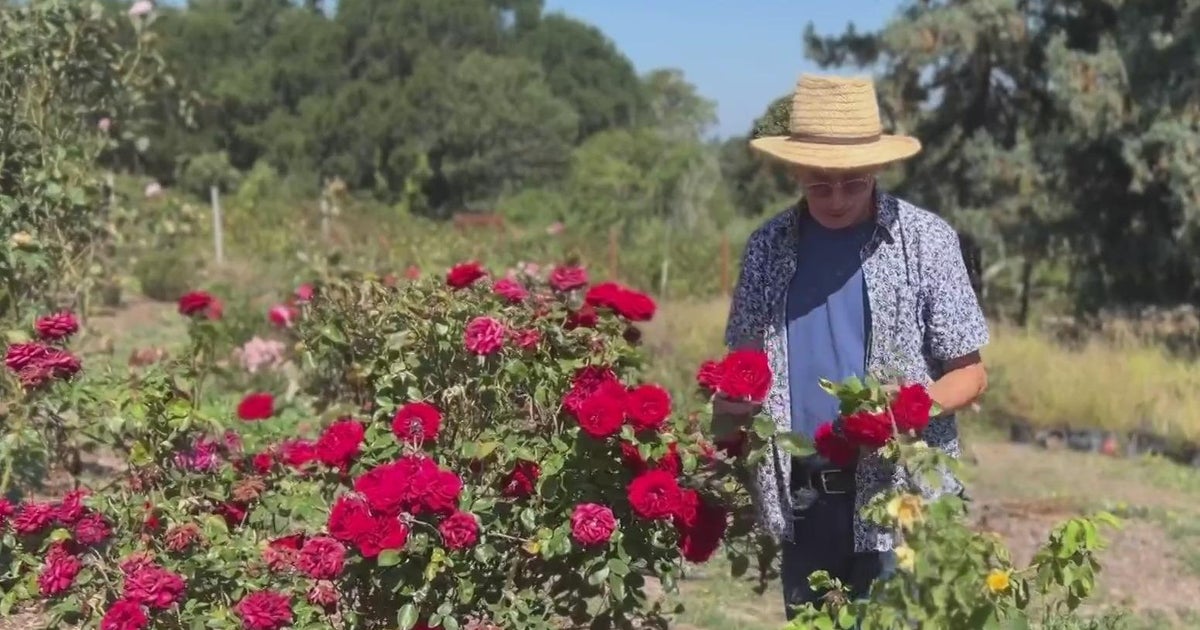 North Bay garden home to thousands of vintage and rare roses - CBS San ...