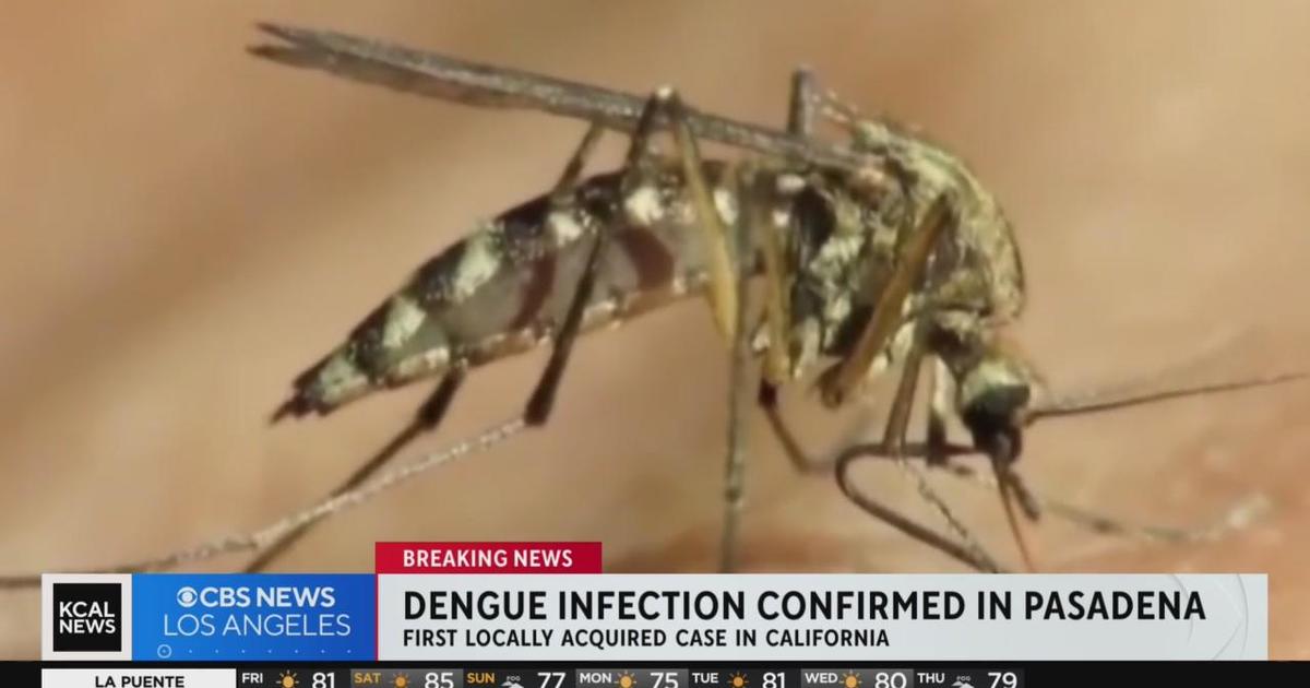 First Ever Case Of Locally Acquired Dengue Confirmed In Pasadena - CBS ...