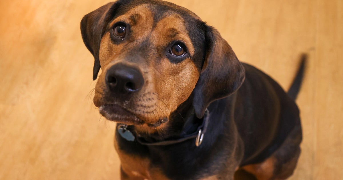 PAWS Chicago Pet of the Week Leah PAWS Chicago Pet of the Week Leah