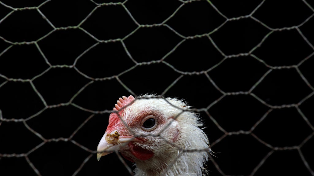 San Mateo Co. farmworkers to receive PPE amid H5N1 bird flu concerns