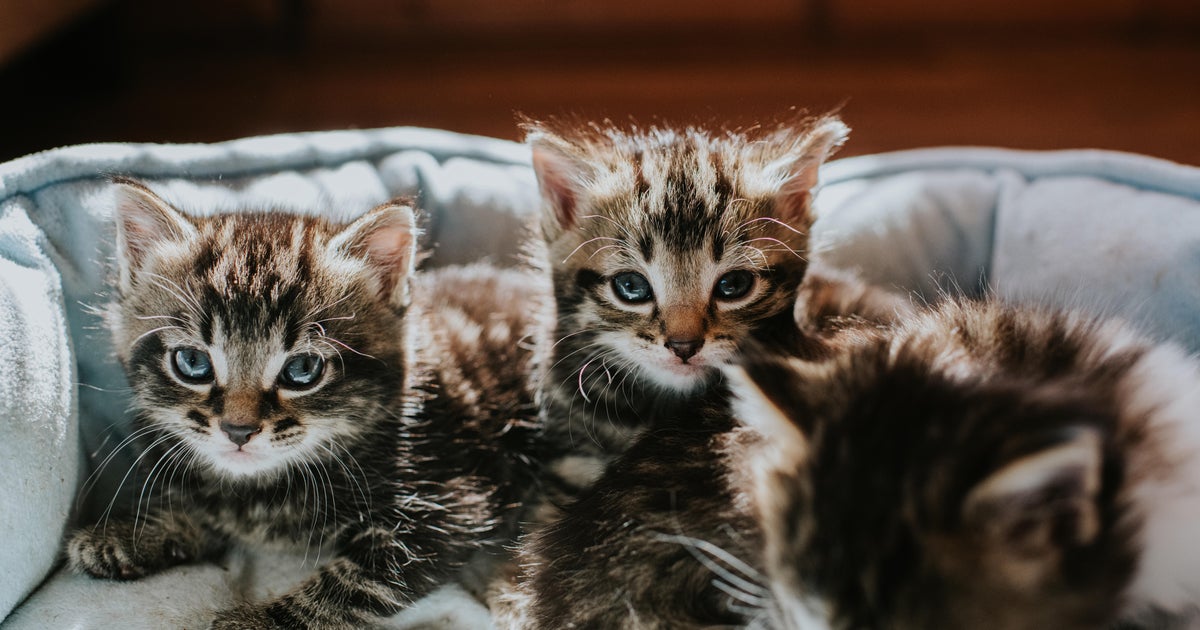 California man sentenced to 2 years in prison for setting kittens on fire