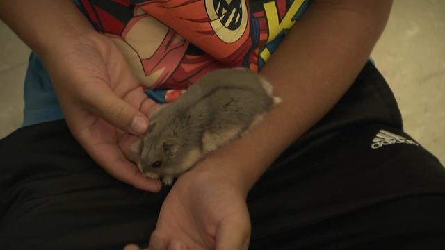 A first grader holds a classroom hamster. 