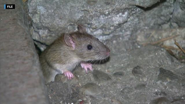 File photo of a rat 