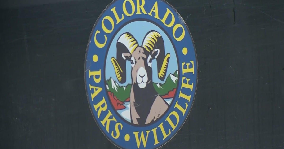 Bear attacks security guard inside kitchen of St. Regis Aspen Resort ...