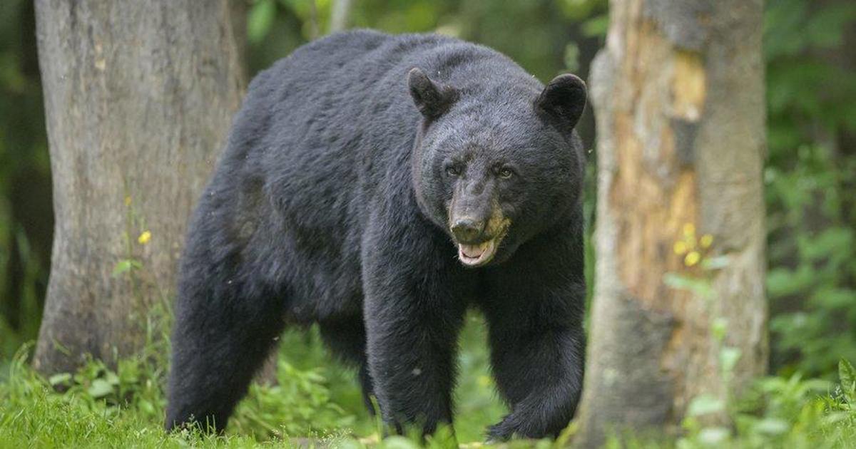 Изненадана мечка нападна и рани охранител в кухнята на луксозен