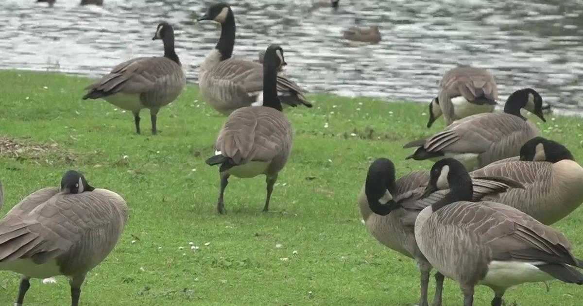 California wildlife officials test dead geese for avian flu found in Sacramento’s Land Park