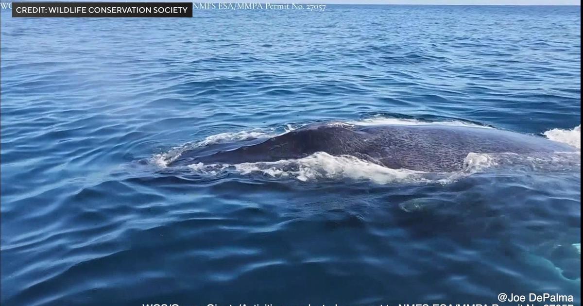 Humpback Whale Encounter: Researchers' Close Encounter off the Coast of