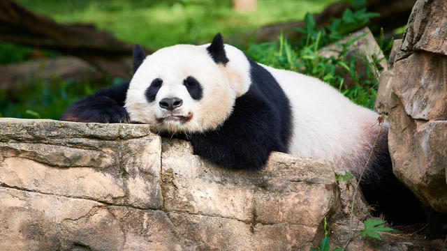Relaxed Panda 