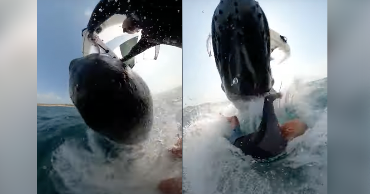 Das Video zeigt, wie ein Wal seinen Körper durchbricht, einen 55-jährigen Surfer trifft und ihn 30 Fuß unter Wasser zieht