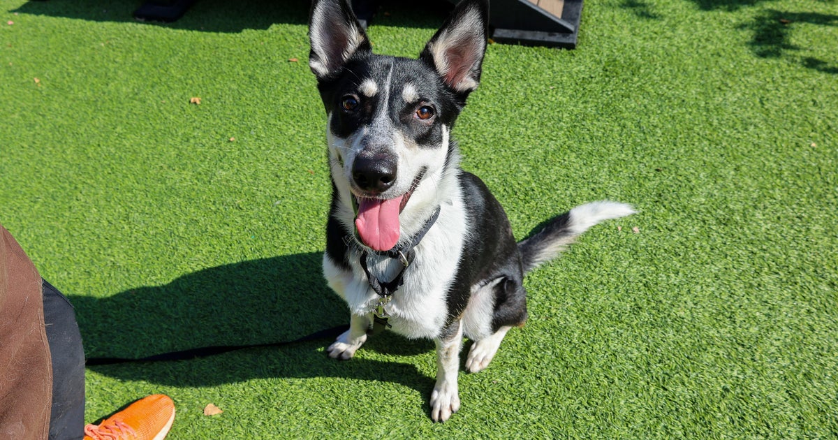 PAWS Chicago Pet of the Week: Cascabel