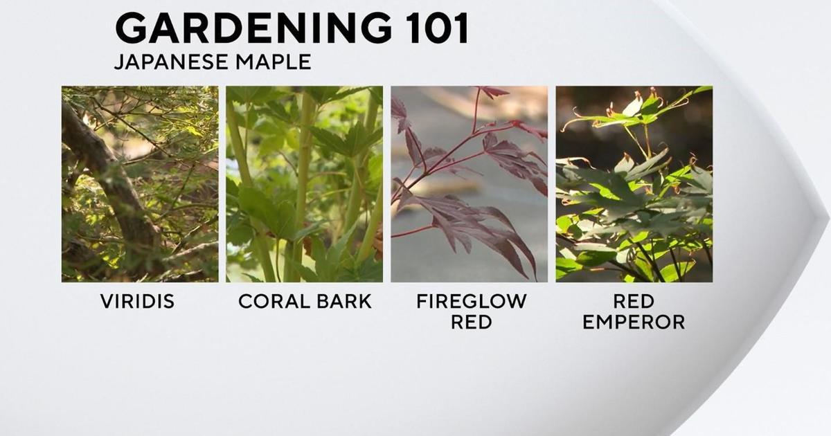 Gardening 101: Japanese Red Maples