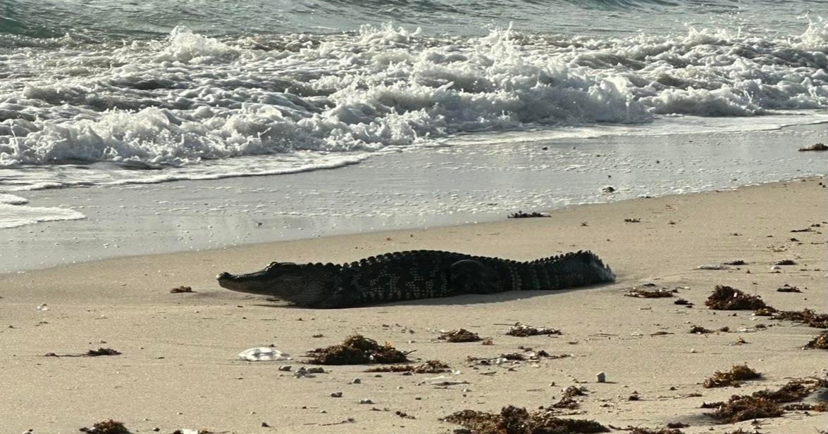 Alligator spotted at Hillsboro Seashore, removed by officers Alligator spotted at Hillsboro Seashore, removed by officers