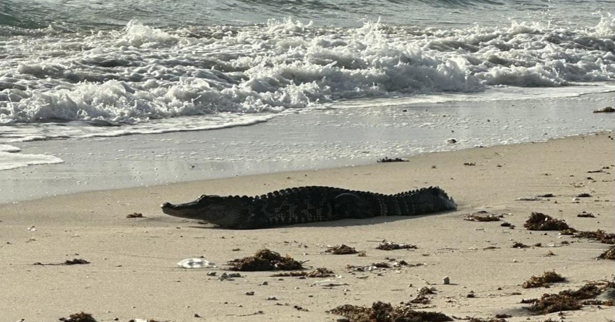 Alligator spotted at Hillsboro Seashore, removed by officers