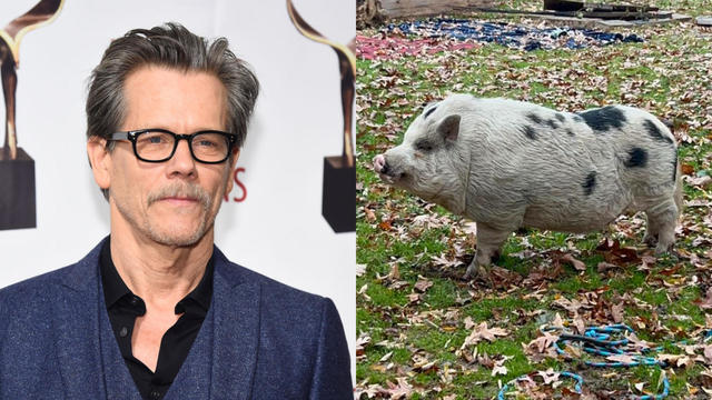 kevin-bacon-actor-missing-pig-pennsylvania.jpg 
