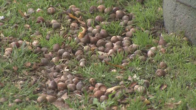 A large pile of acorns on the grass. 