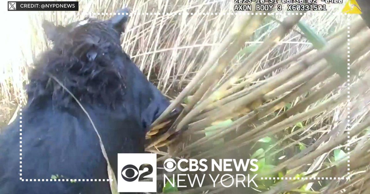 NYPD officers rescue blind dog from pond in Queens - CBS New York