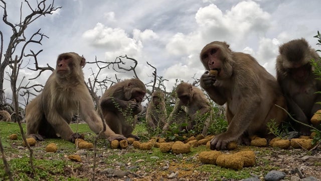 Monkeys on Cayo Santiago 
