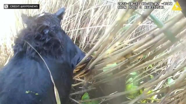 Body cam video shows a wet dog being lifted out of water and reeds in a pond. 