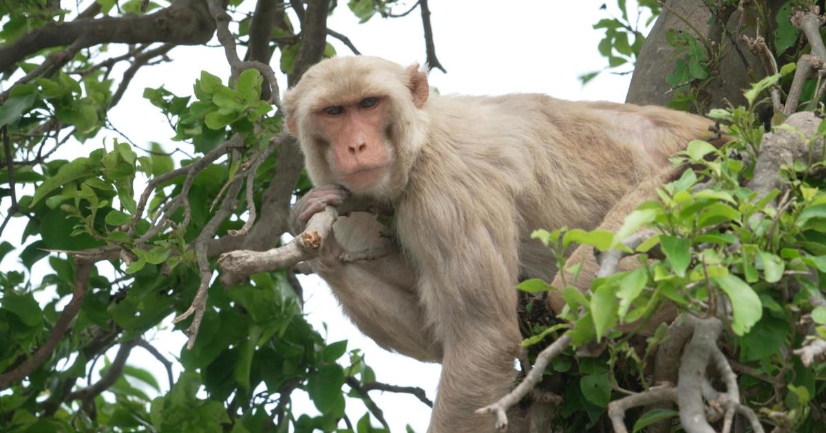 Учените изучават как маймуните живеещи на отдалечен остров край бреговете