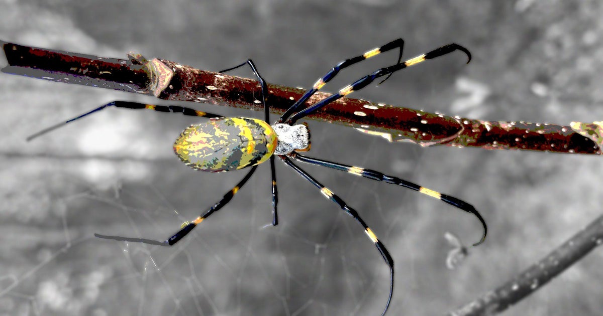 No, you don't need to worry about joro spiders : NPR