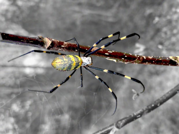 A Joro spider