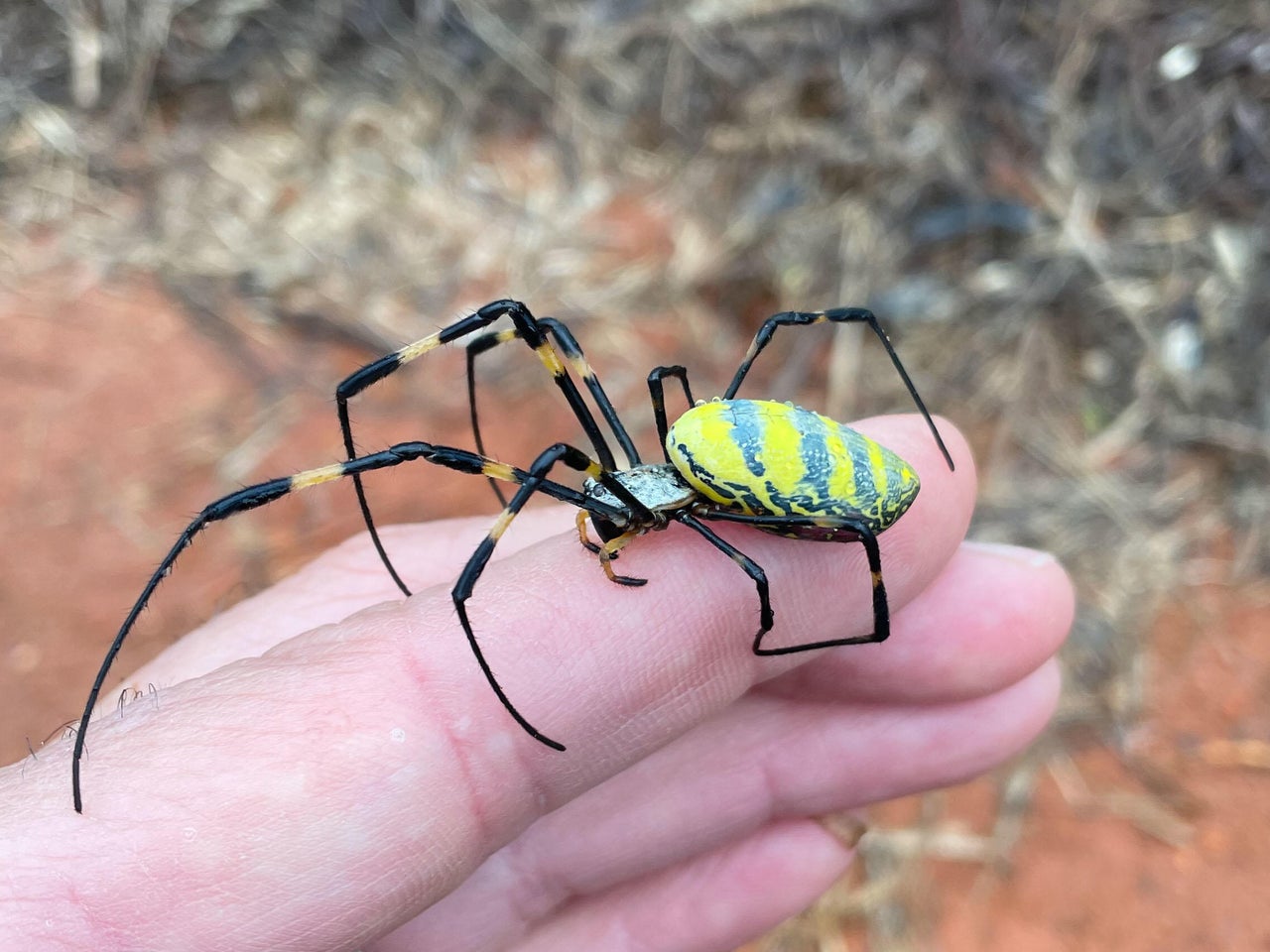 joro-spider-img-0666.jpg?v=6d480a252670b