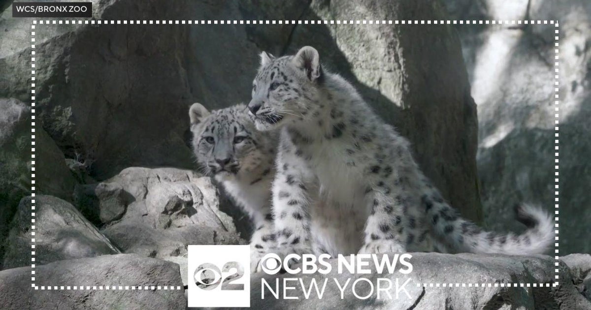 Bronx Zoo Unveils New Snow Leopard Cubs Cbs New York