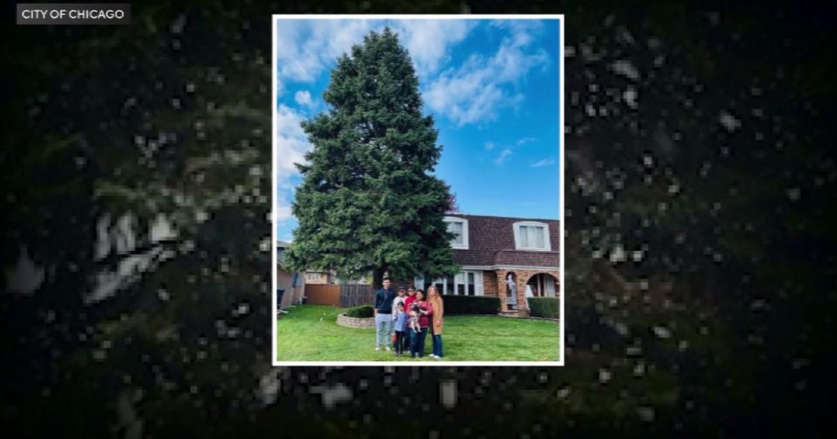 Darien family's 45-foot spruce to be Chicago's official Christmas