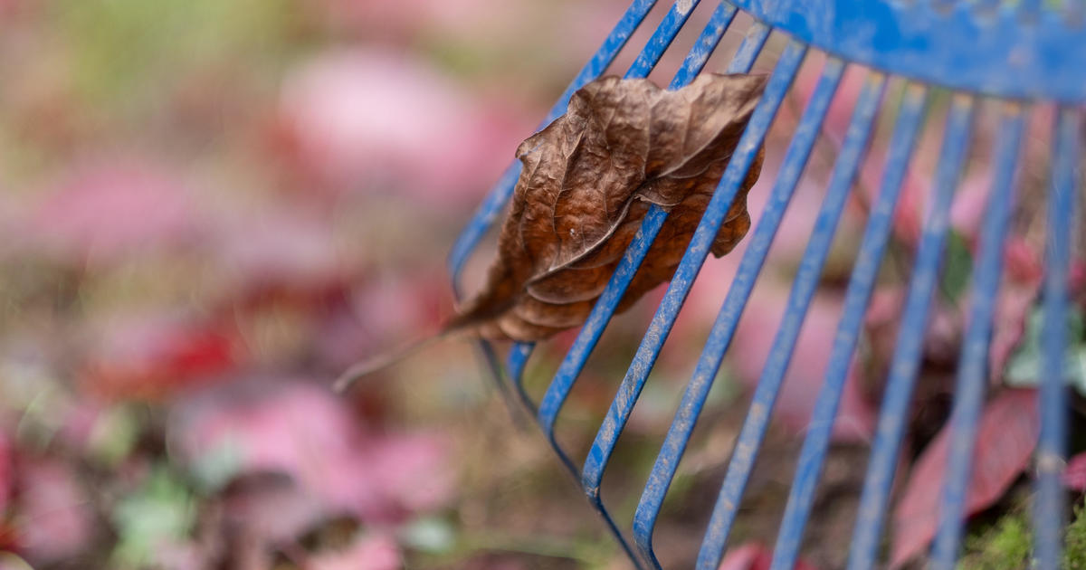 Why it may be better to skip raking your leaves