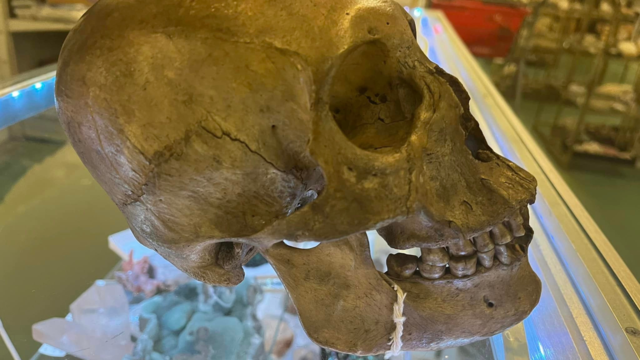 Skull in Florida thrift store 