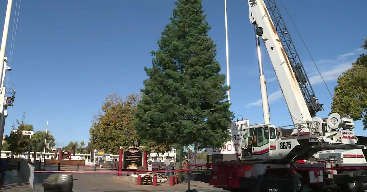 Old Sacramento's Christmas tree delivered; lighting ceremony set for