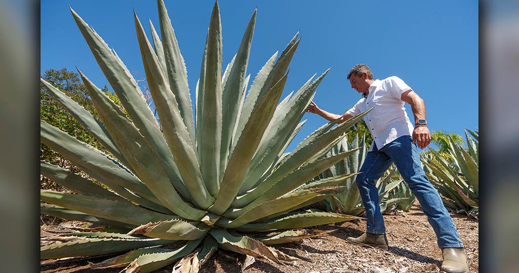 California farmers look to agave to weather drought and groundwater limits - Vimarsana News