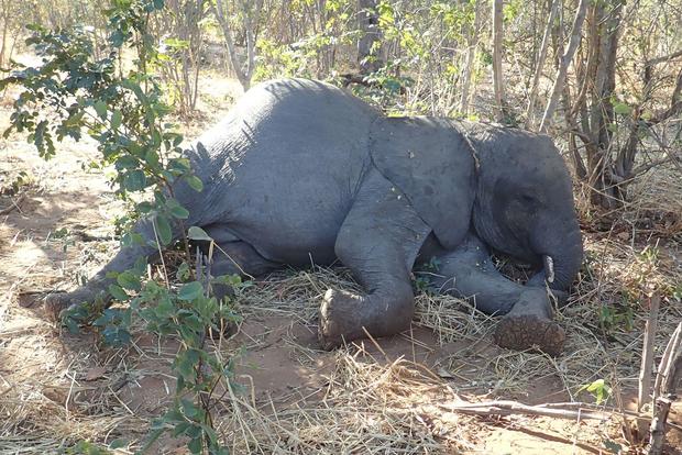Dozens of African elephants died in Zimbabwe between August and November 2020. 