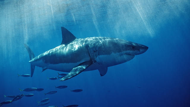 Great White Shark, Carcharodon carcharias, USA, California, Pacific Ocean, Farallon Island, San Francisco Bay 