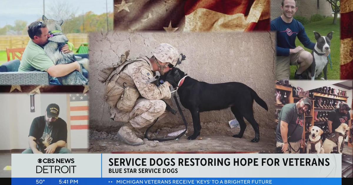 Blue Star Service Dogs restoring hope for veterans in Michigan - CBS ...