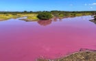 Hawaii-Pink Pond 