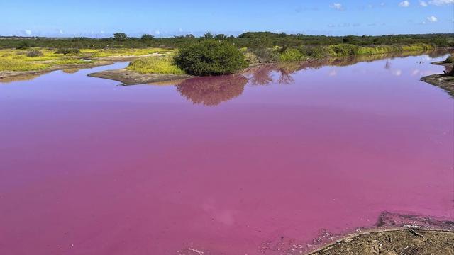 Hawaii-Pink Pond 