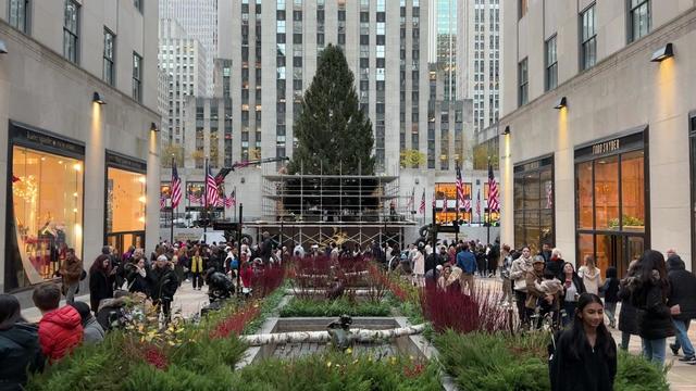 The Rockefeller Center Christmas tree is erected in Rockefeller Center as onlookers watch. 